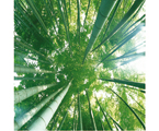 Cuadre Bambu