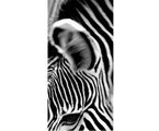 Cuadro Zebra